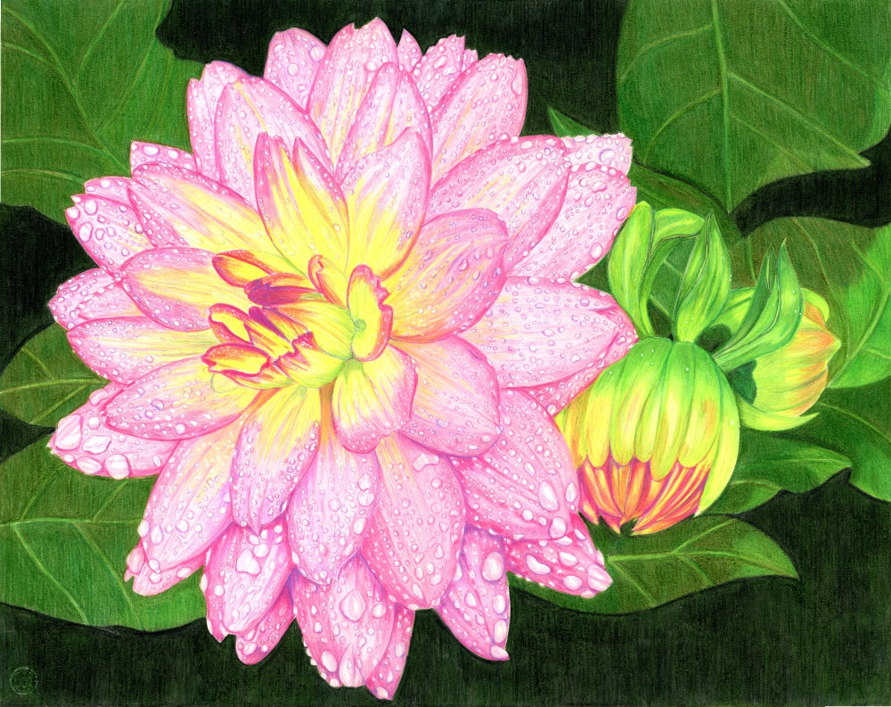 RAINY DAY DAHLIA