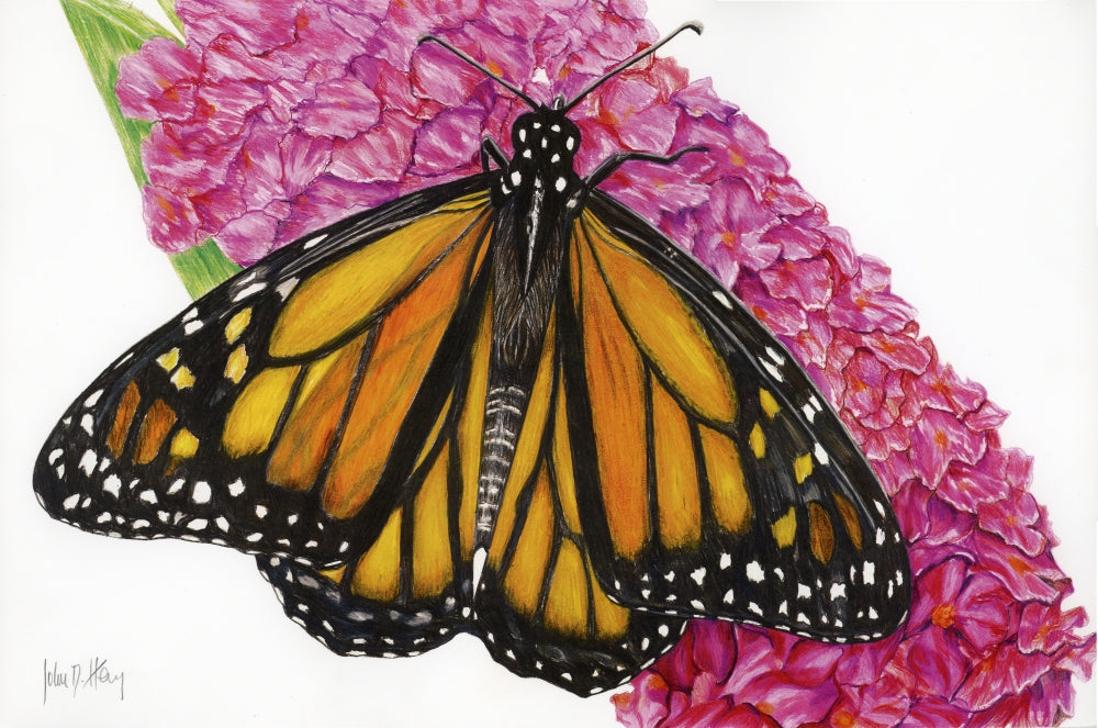 METAMORPHOSIS