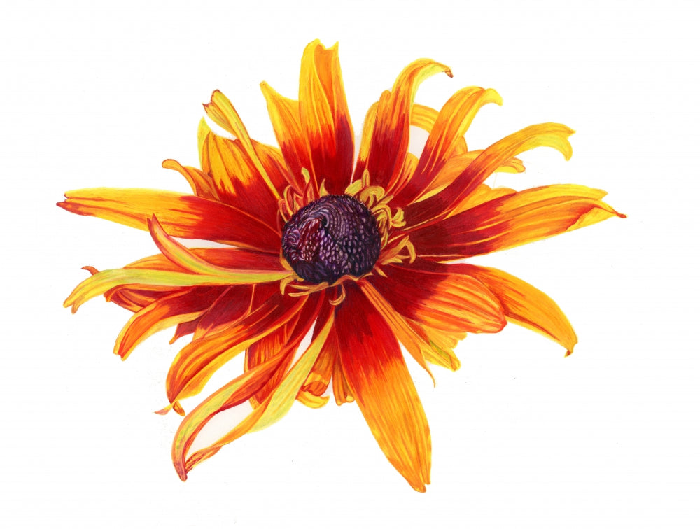 FLAMING FLOWERS THAT BRIGHTLY BLAZE.