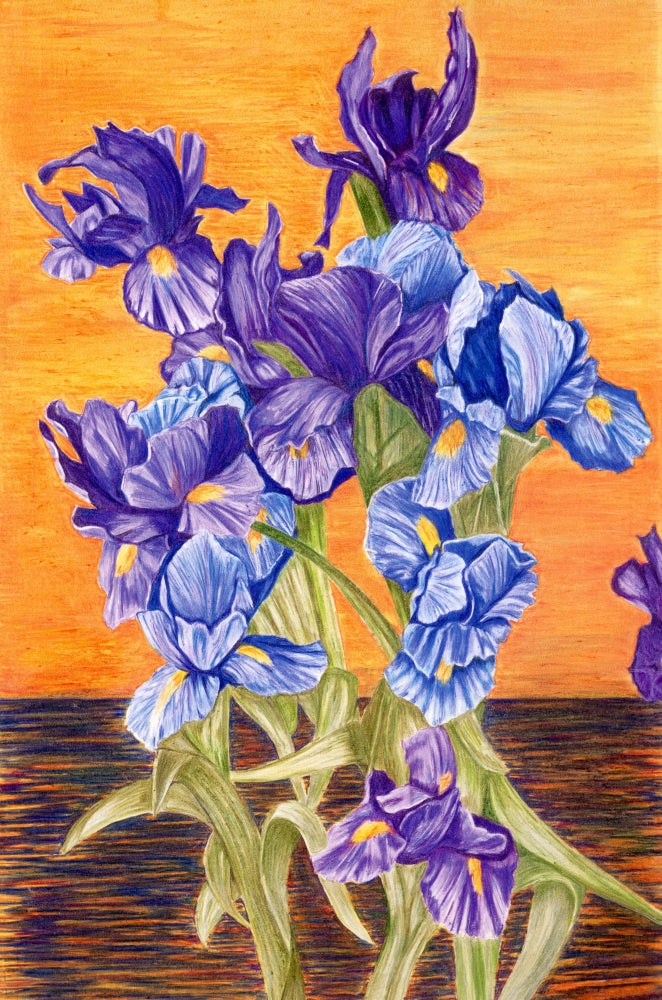 SWEET IRIS
