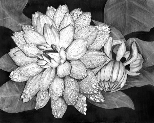 RAINY DAY DAHLIA B&W